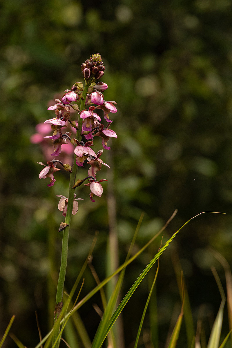 Eulophia horsfallii