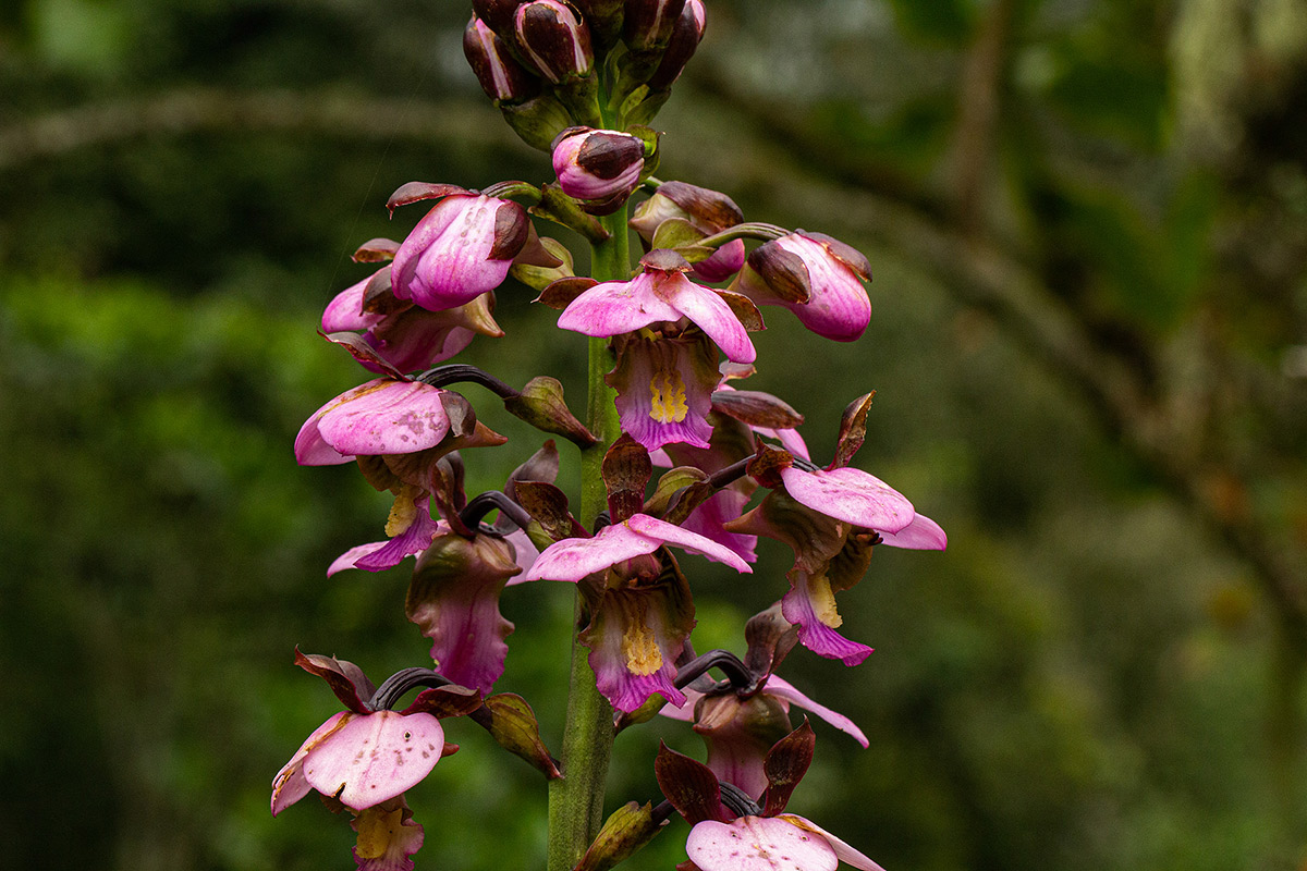 Eulophia horsfallii