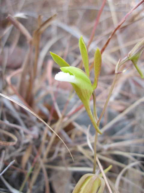 Eulophia saxicola