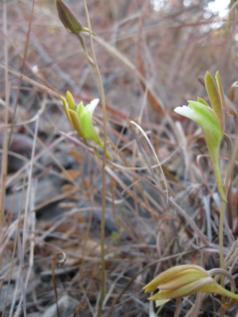 Eulophia saxicola