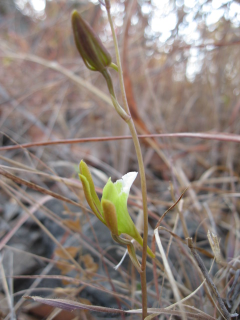 Eulophia saxicola