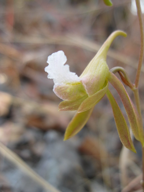 Eulophia saxicola