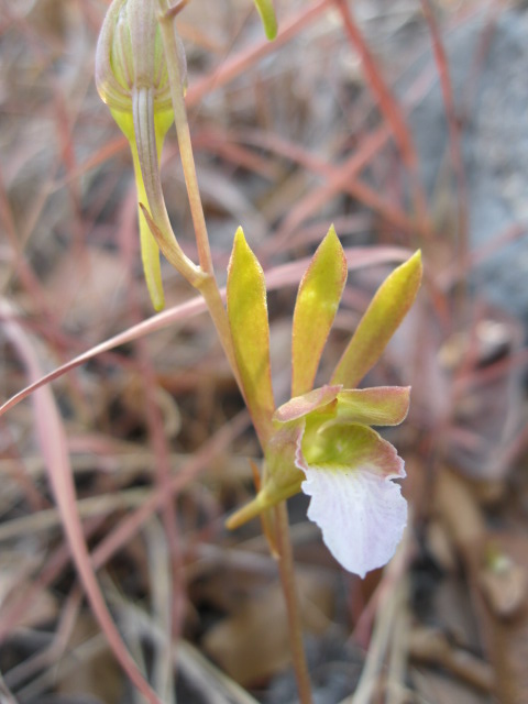 Eulophia saxicola