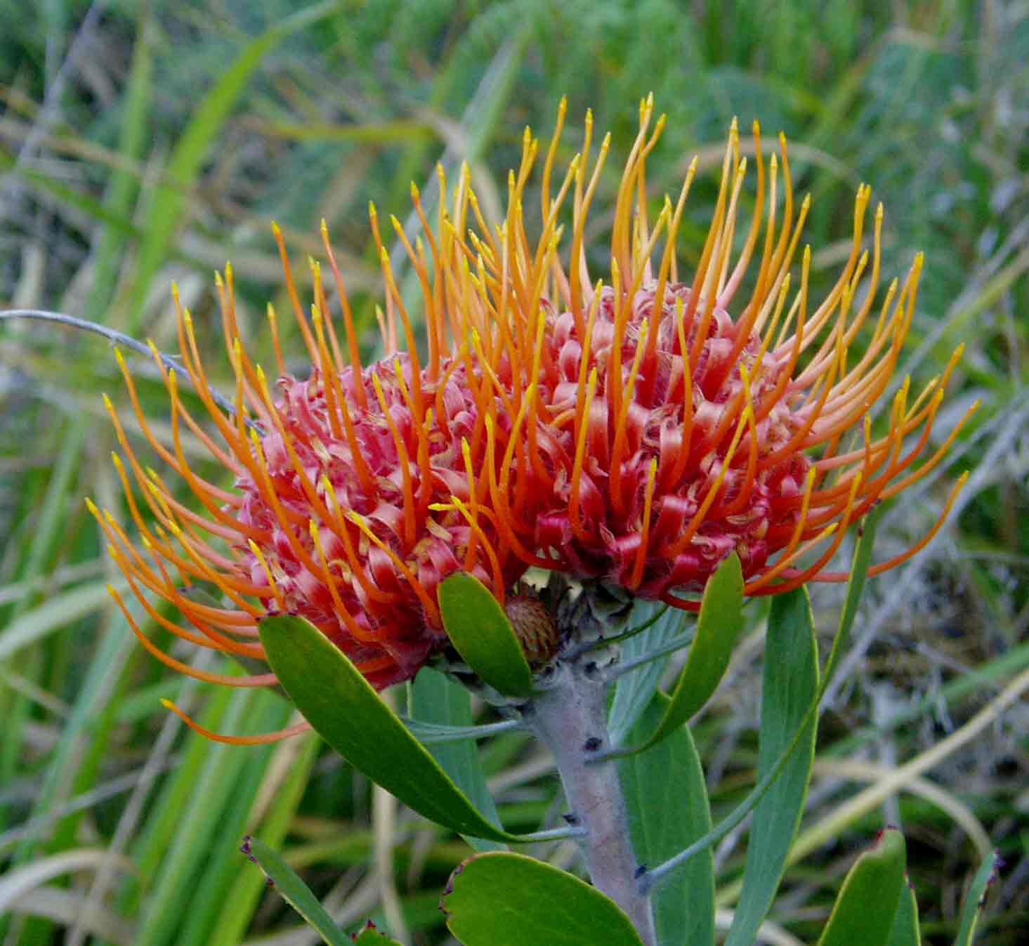 Flora of Zimbabwe: Species information: individual images: Leucospermum ...
