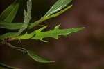 Oxygonum alatum var. longisquamatum