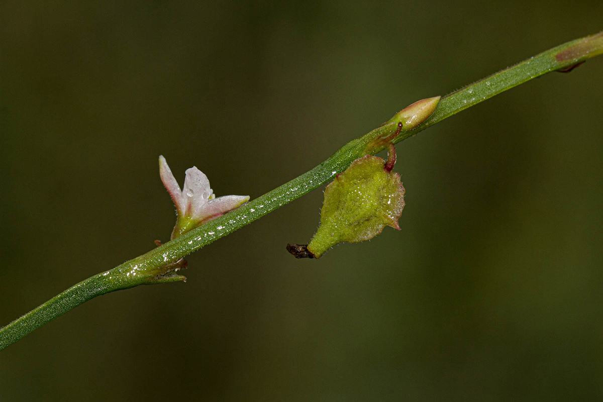 Oxygonum alatum var. longisquamatum