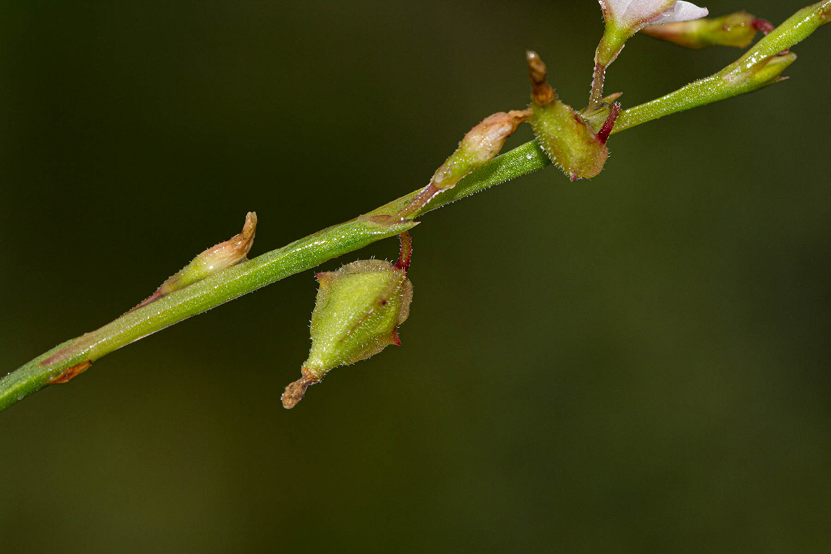 Oxygonum alatum var. longisquamatum