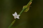 Oxygonum alatum var. longisquamatum