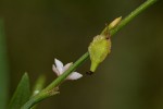 Oxygonum alatum var. longisquamatum