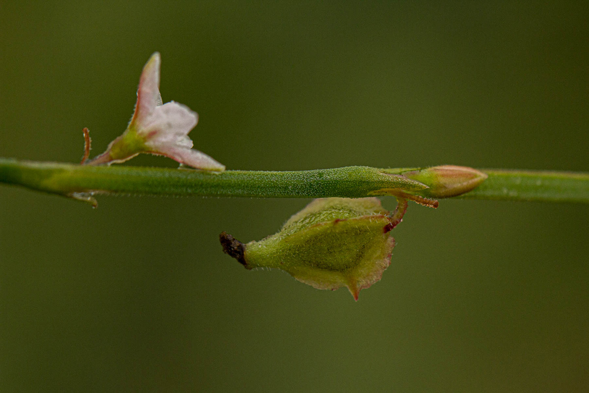 Oxygonum alatum var. longisquamatum