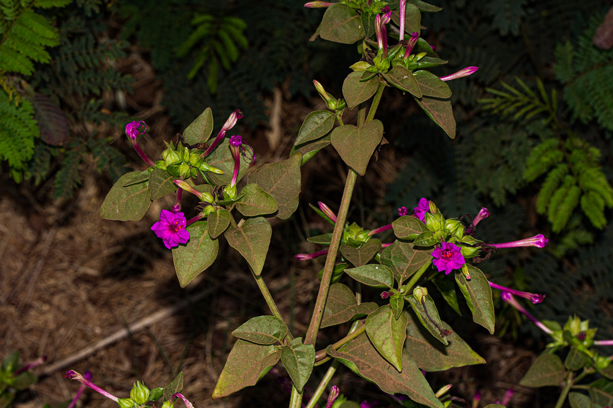 Mirabilis jalapa