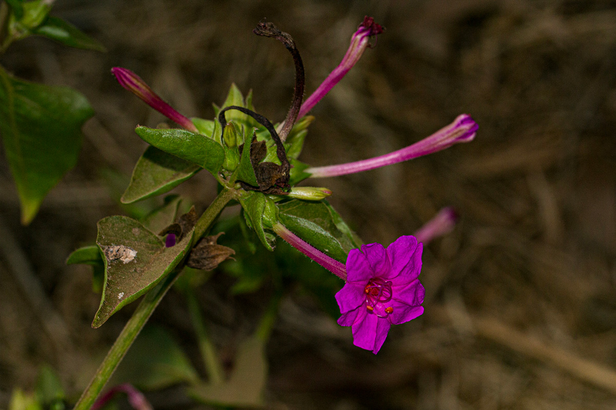 Mirabilis jalapa