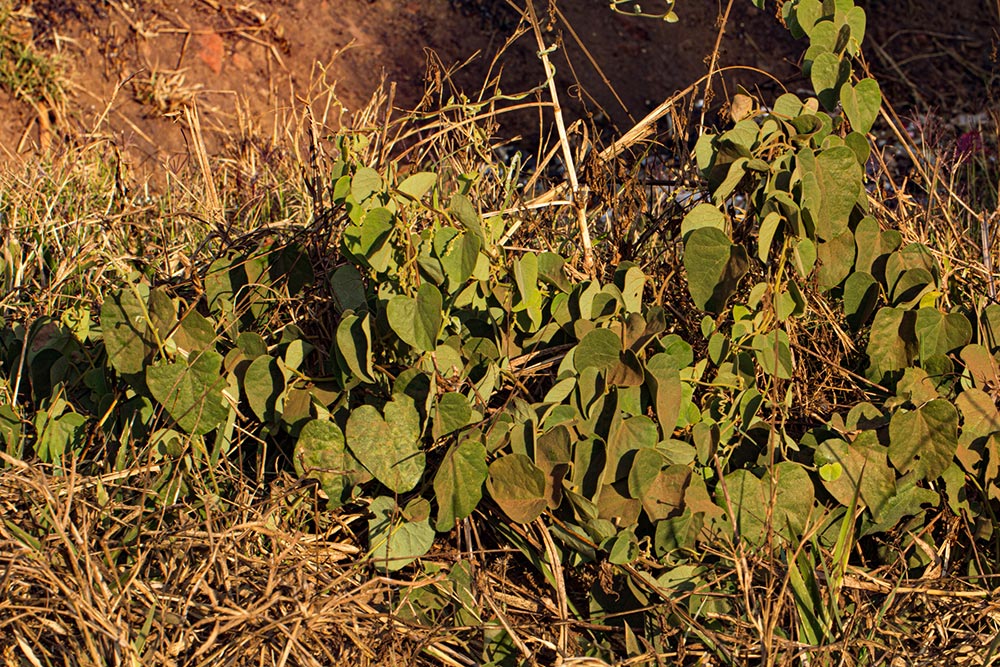 Cissampelos mucronata