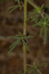 Cleome hirta