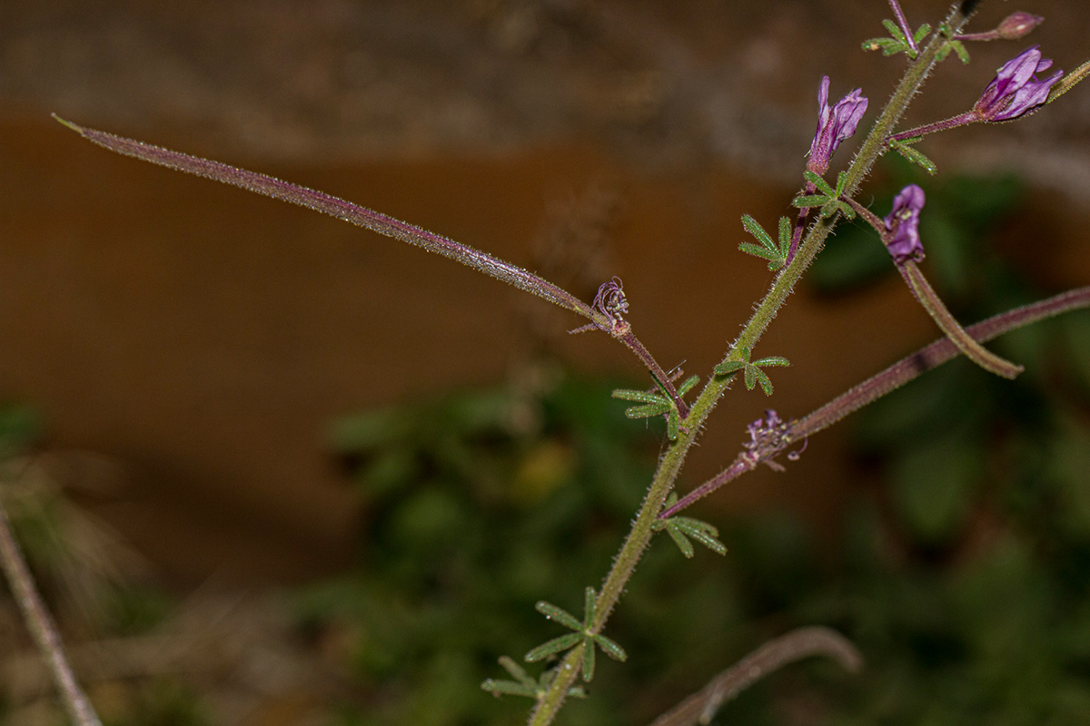 Cleome hirta