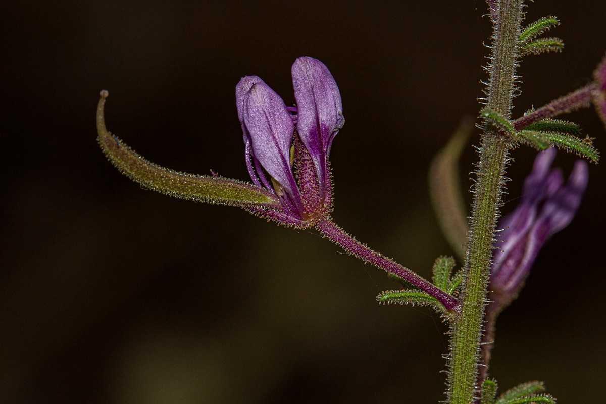 Cleome hirta