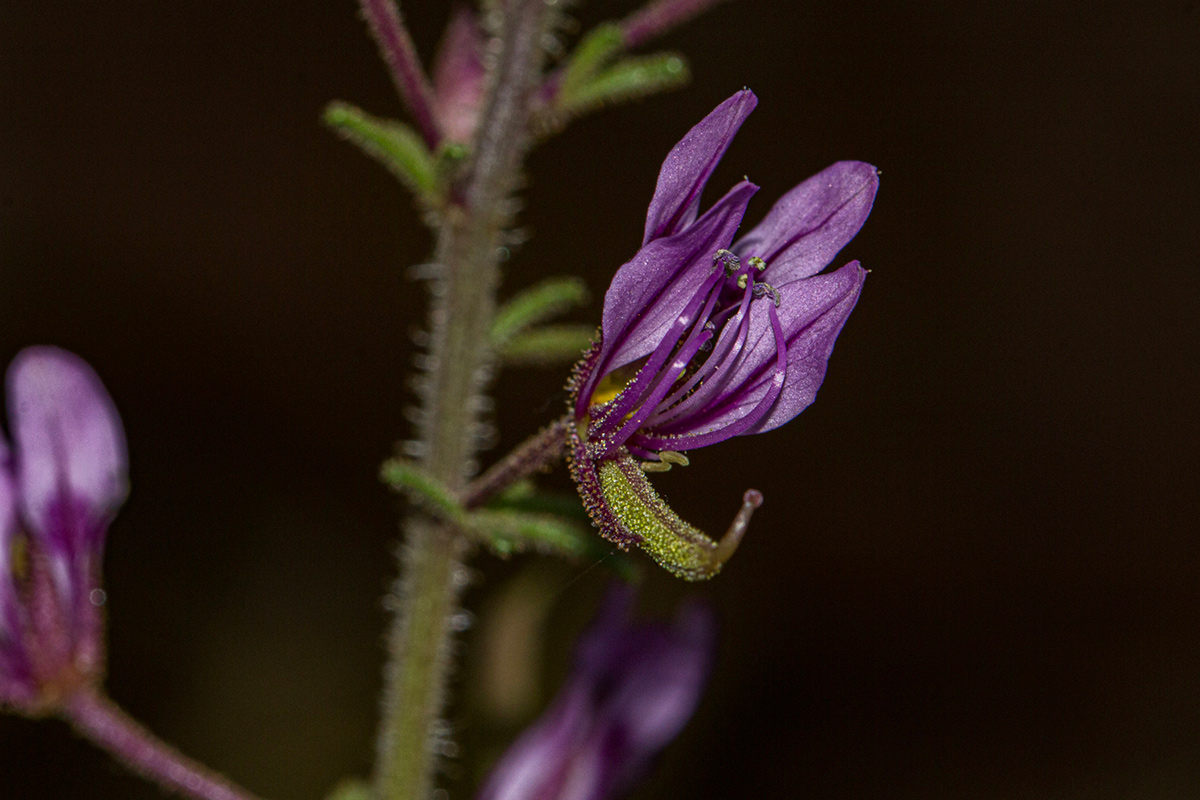 Cleome hirta