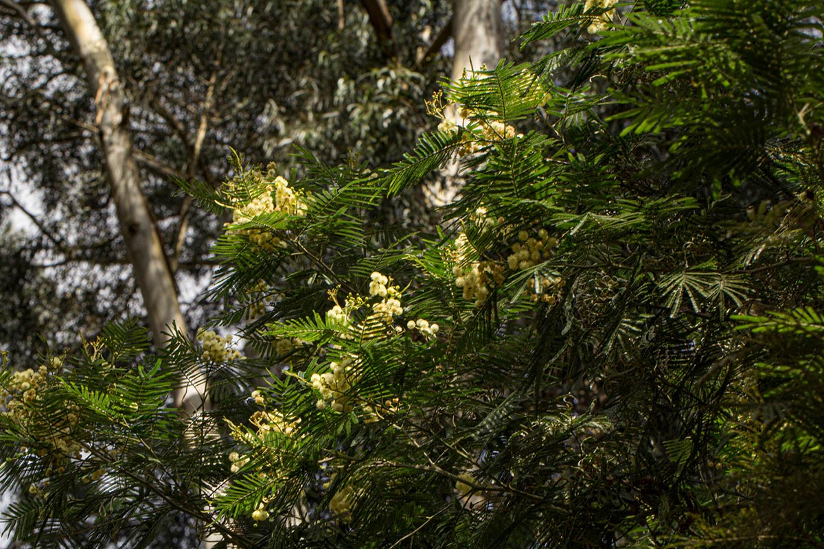 Acacia mearnsii