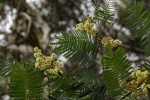 Acacia mearnsii