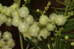 Acacia mearnsii