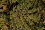 Leucaena leucocephala