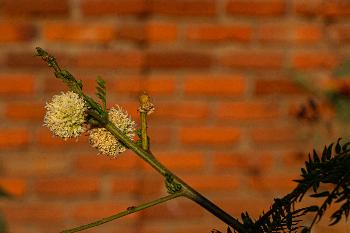 Leucaena leucocephala