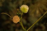 Leucaena leucocephala