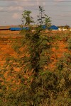 Leucaena leucocephala