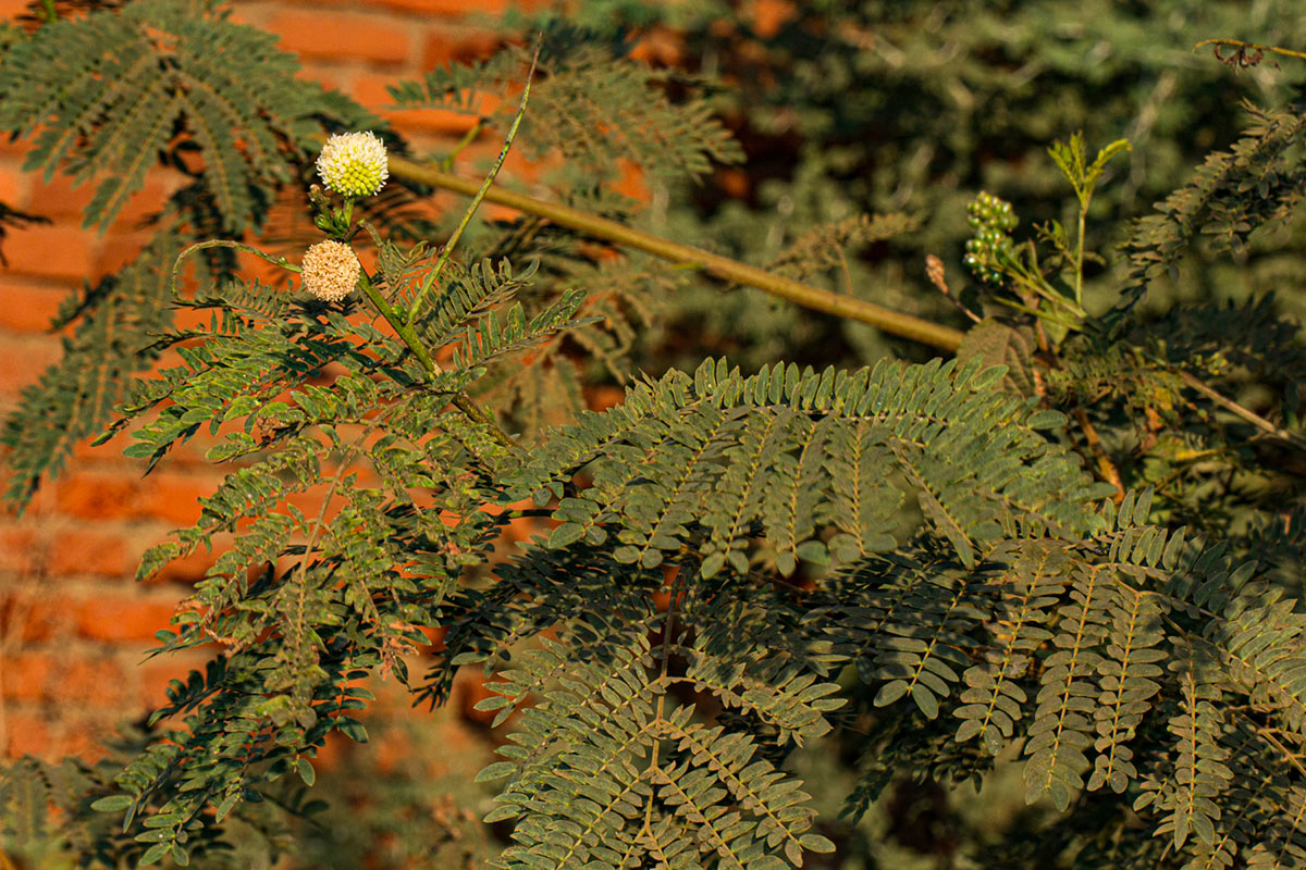 Leucaena leucocephala