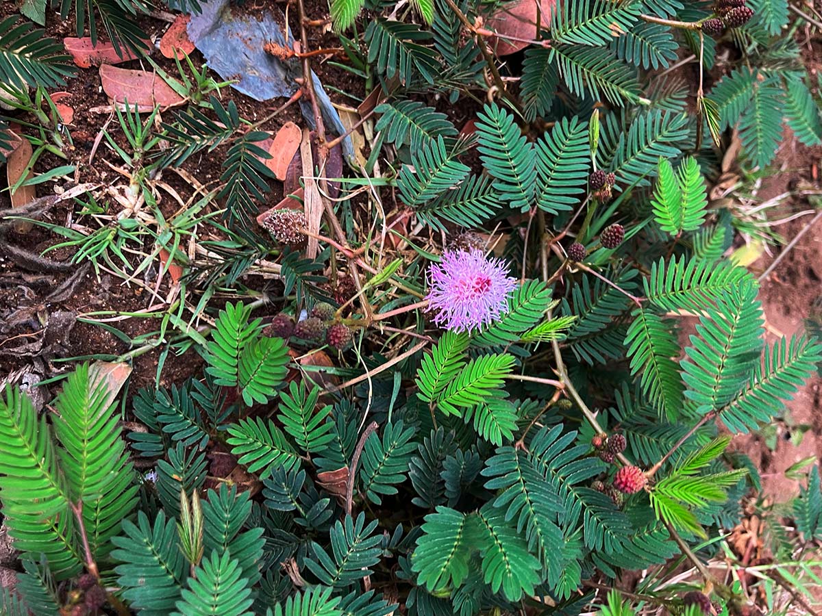 Mimosa pudica