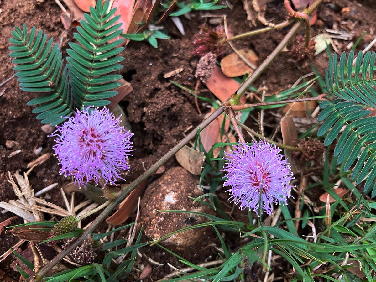 Mimosa pudica