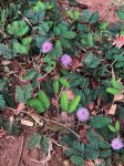 Mimosa pudica