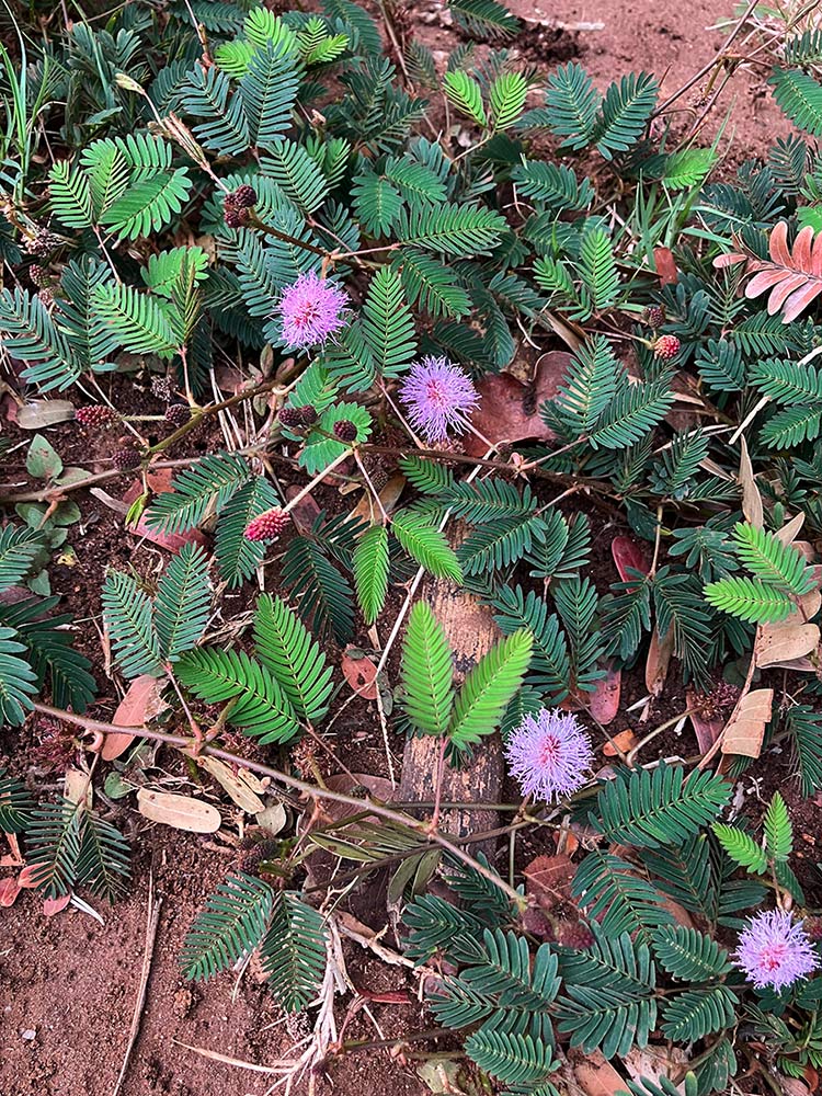 Mimosa pudica