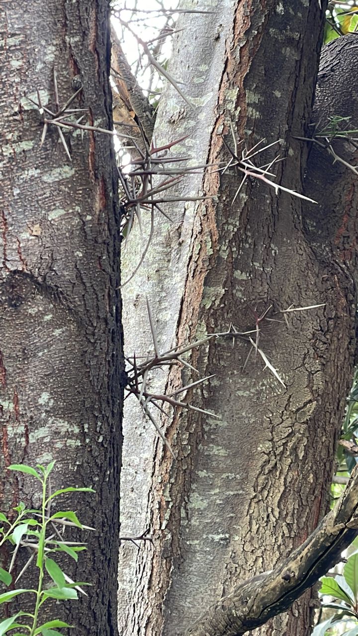 Gleditsia triacanthos