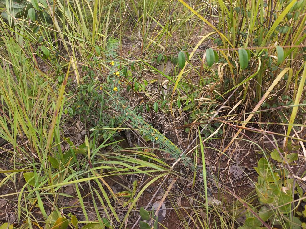 Crotalaria alexandri