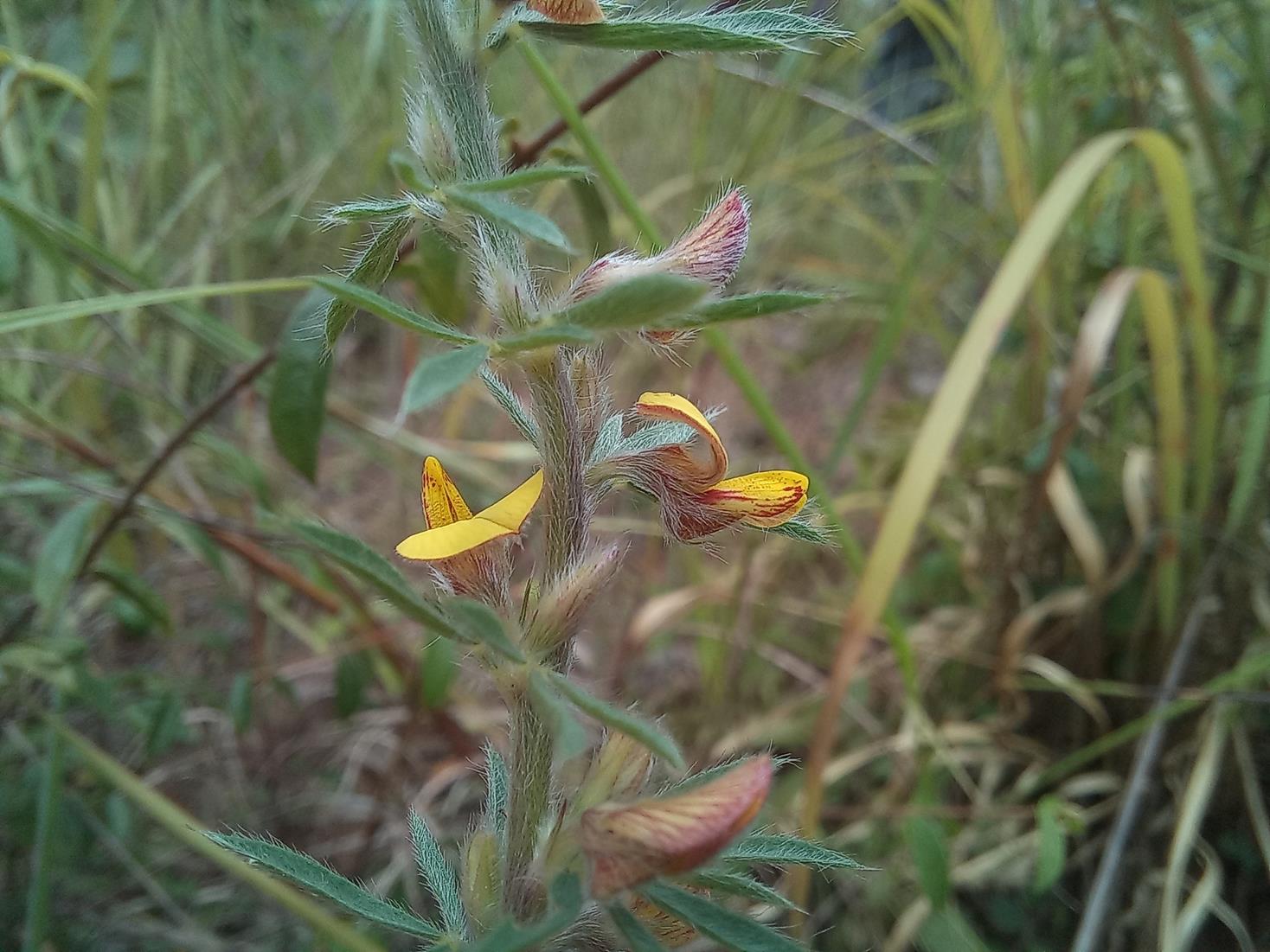 Crotalaria alexandri