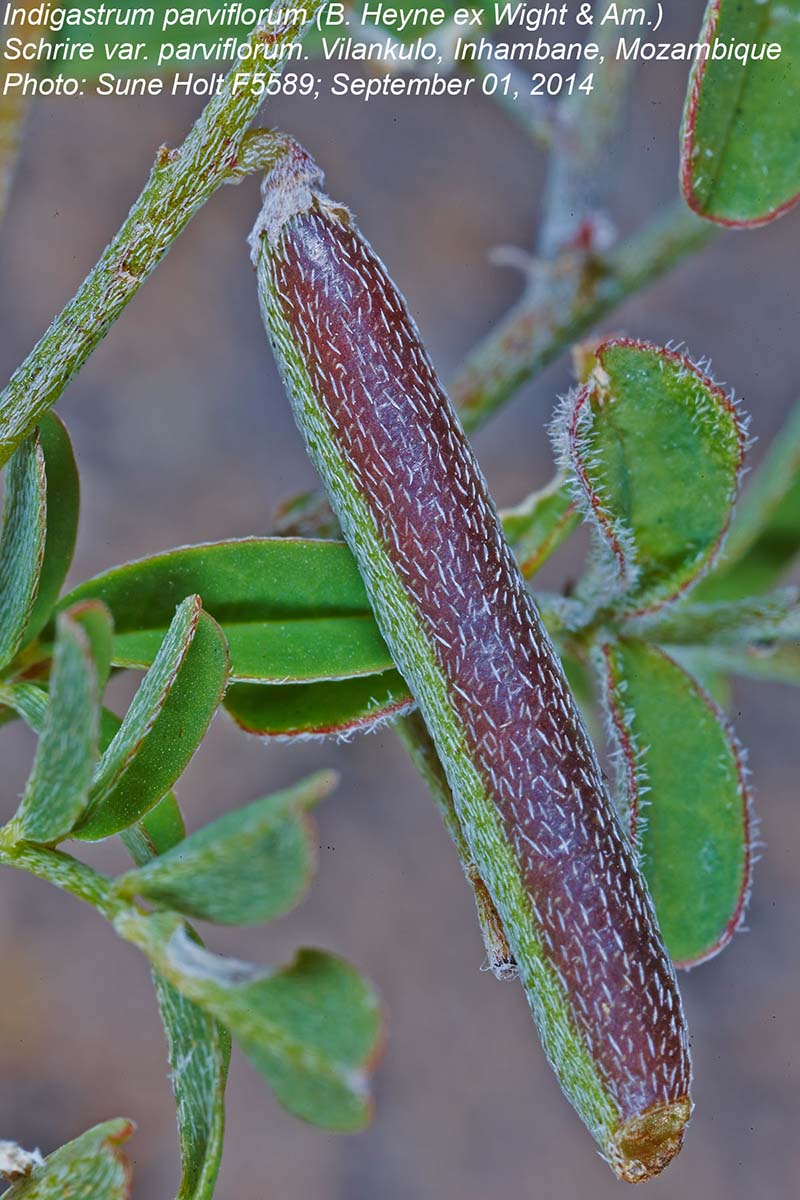 Indigastrum costatum subsp. macrum