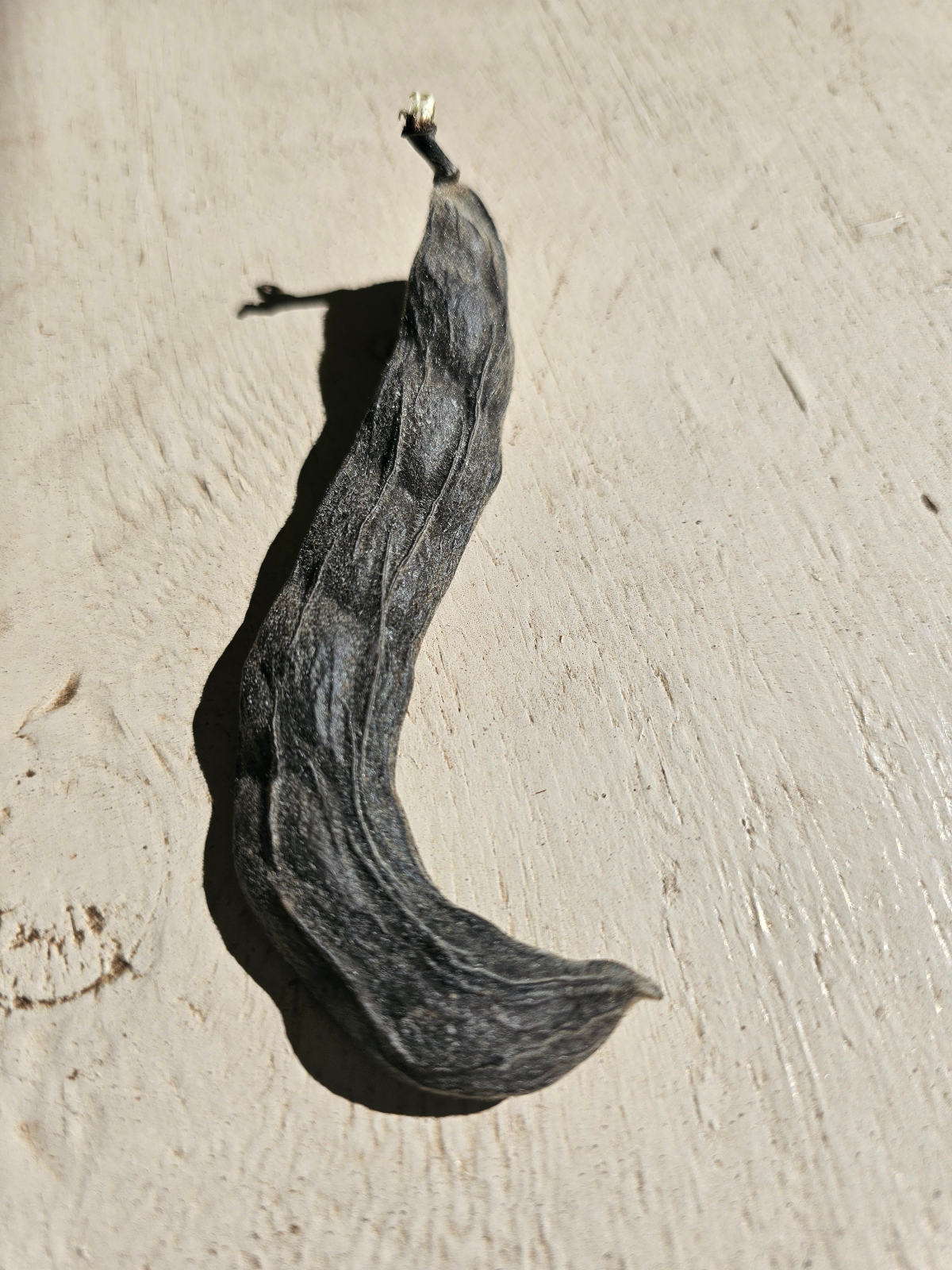 Mucuna pruriens var. utilis