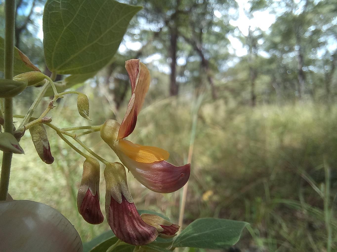 Rhynchosia divaricata