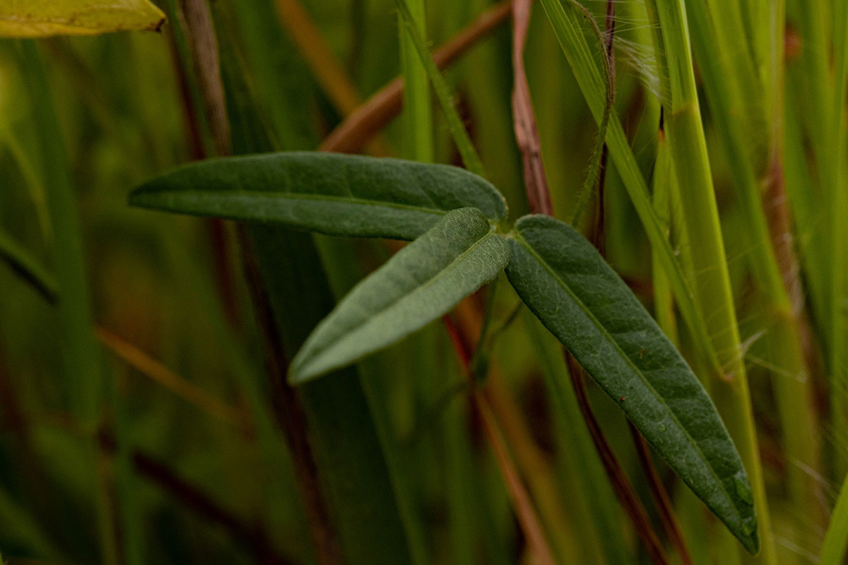 Vigna schlechteri