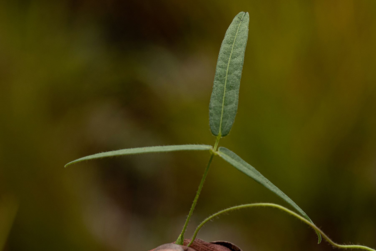 Vigna schlechteri