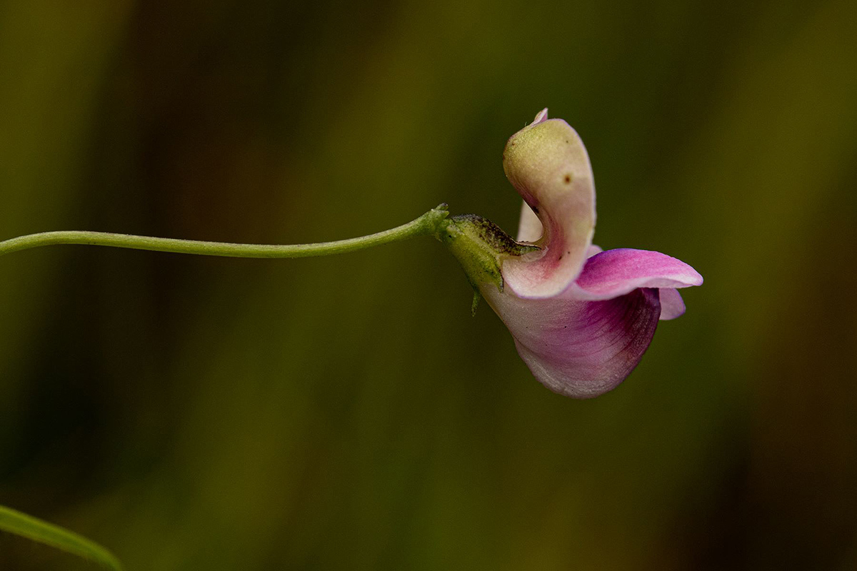 Vigna schlechteri