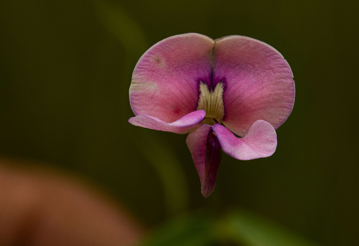 Vigna schlechteri