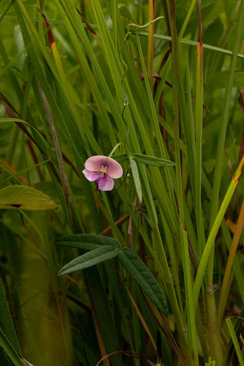 Vigna schlechteri