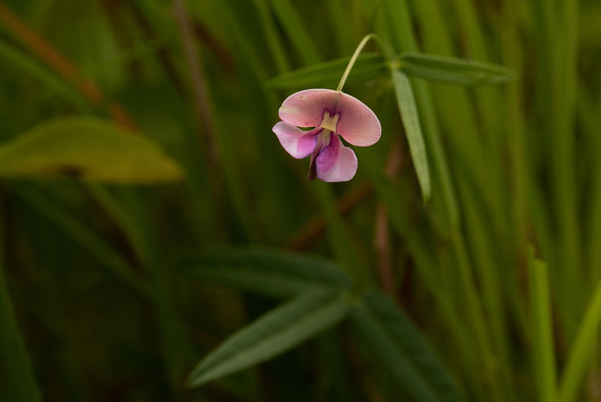 Vigna schlechteri