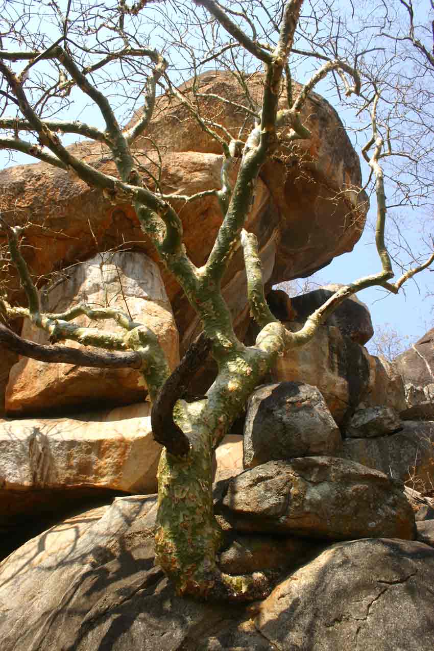 Flora Of Zimbabwe Species Information Individual Images Commiphora 