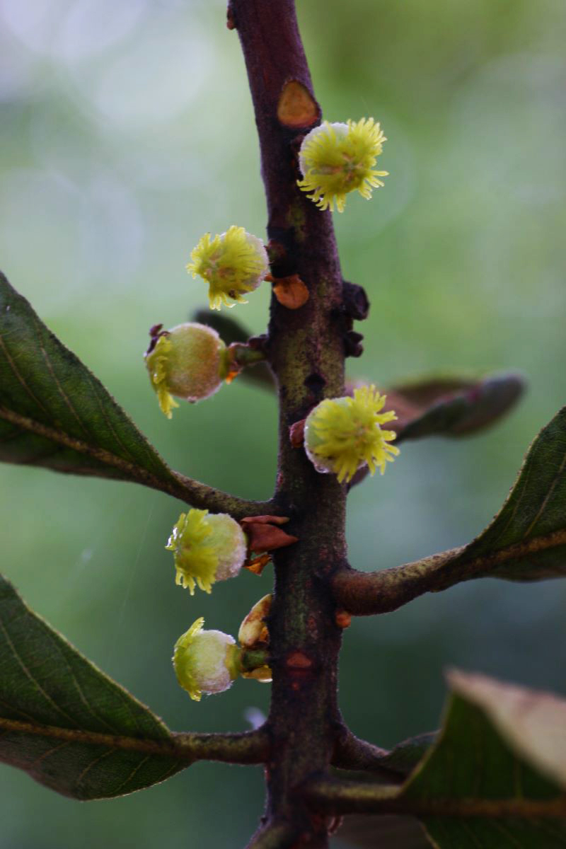 Uapaca kirkiana var. kirkiana