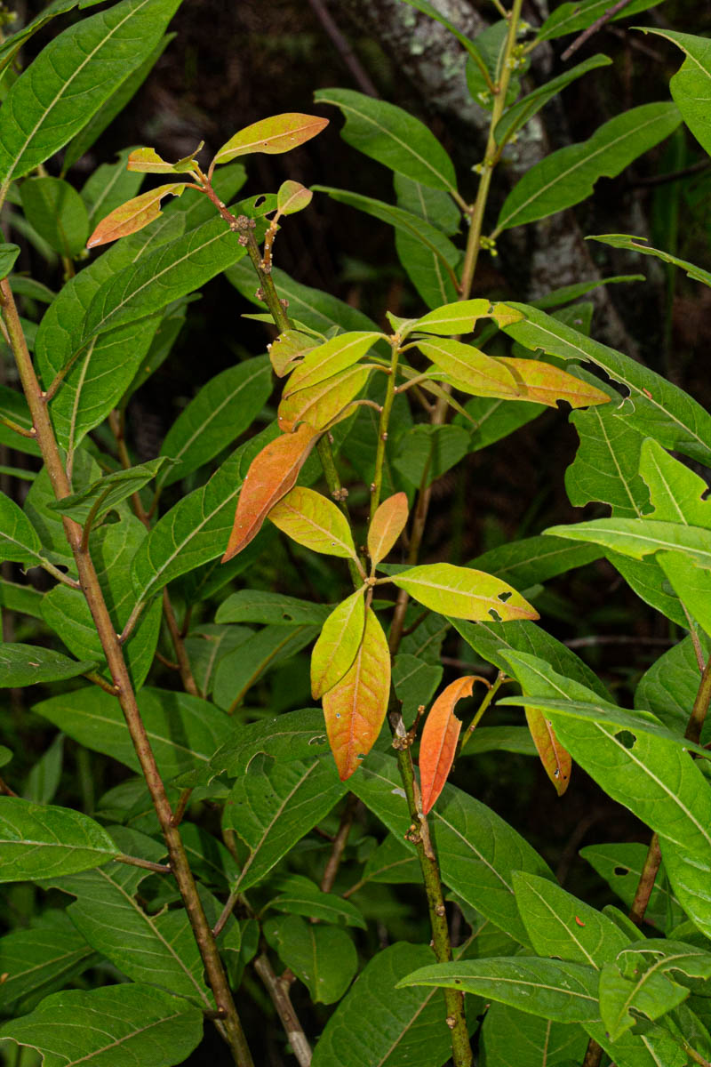 Clutia abyssinica var. abyssinica