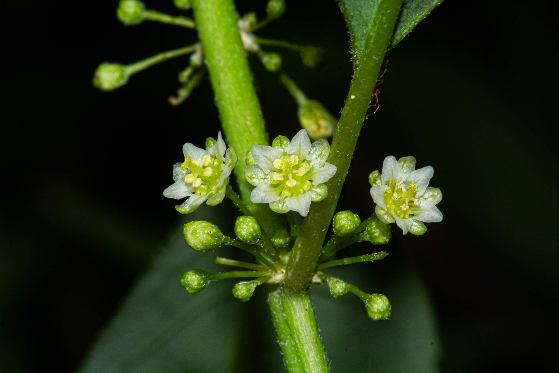 Clutia abyssinica var. abyssinica