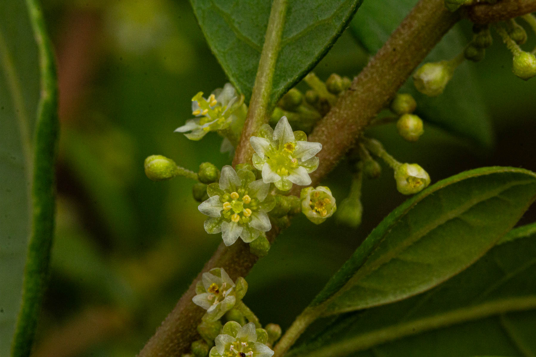 Clutia abyssinica var. abyssinica